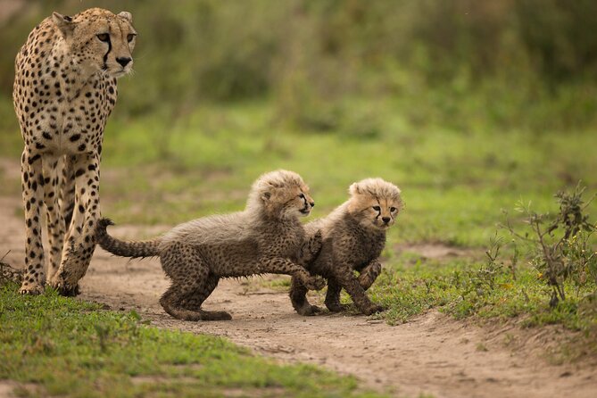 From Arusha: 11 Days the Classics Northern Tanzania Safari - Safety and Precautions