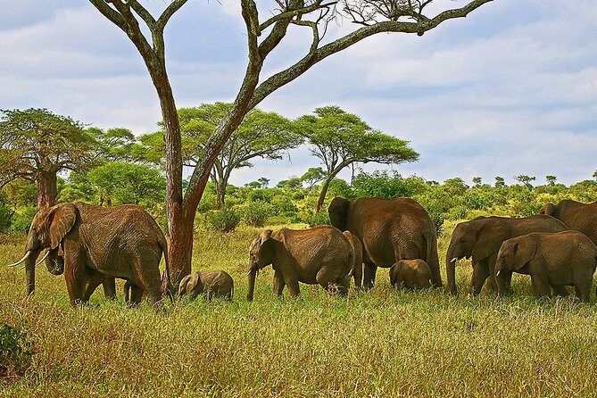 From Arusha: Tarangire and Ngorongoro Crater 3-Day Private Safari - Exploring Ngorongoro Crater