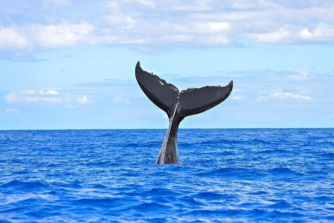 From Maalaea Harbor: Afternoon Whale Watch Cruise Aboard Calypso - Traveler Feedback and Reviews