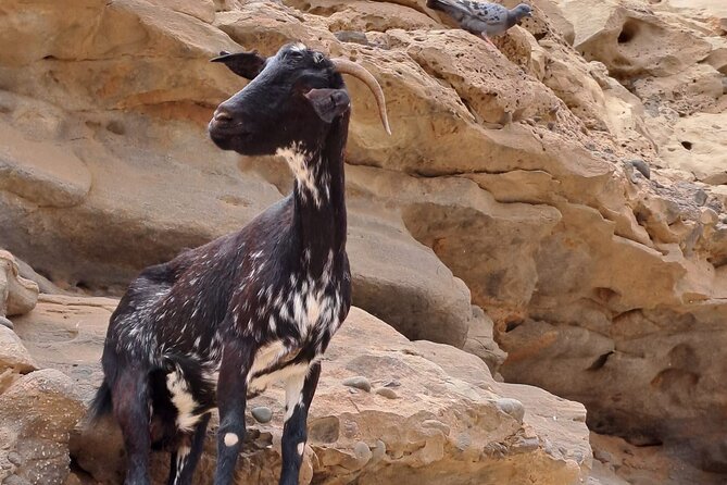 Fuerteventura: PRIVATE ISLAND Grand TOUR. - Tour Reviews and Ratings