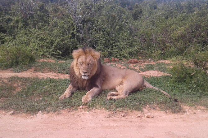Full Day Addo Elephant National Park Safari Wit BBQ:Thentic Tours - Guest Reviews