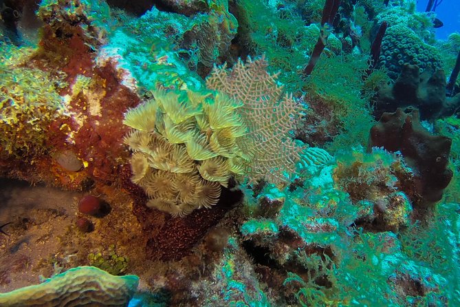Full-Day Catalina Island Scuba Diving Tour From La Romana - Guest Eligibility