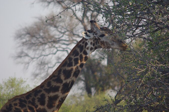 Full Day Chobe Game Drive, Guided Tour of Falls & 15 Mins Helicopter Flight - Victoria Falls Tour