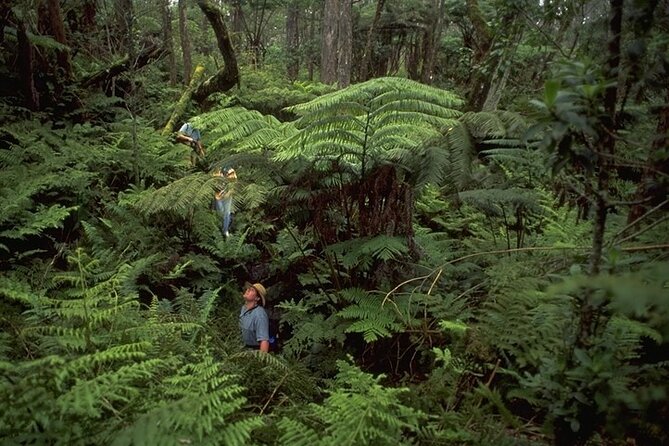 Full-Day Hakalau Forest Reserve Bird Watching Adventure - Tour Highlights