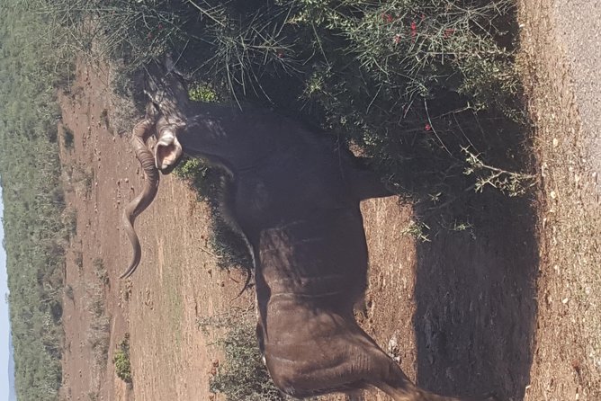 Full Day Private Addo Elephant Safari Min 2 Pax Max 6 Pax - Recommendations and Improvements Planned