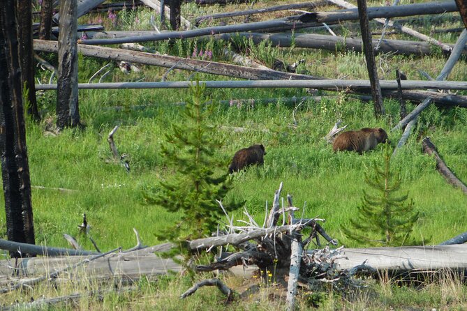 Full-Day Private Safari of Yellowstone - Customer Reviews