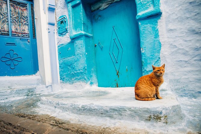 Full Day Private Trip to Chefchaouen the Blue City From Tangier - Traveler Testimonials