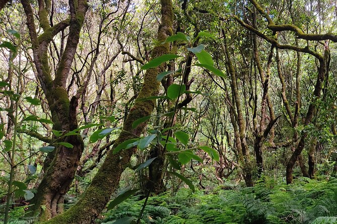 Full-Day Self Guided Hike in Caldeirão Verde Levada - Communication and Pickup