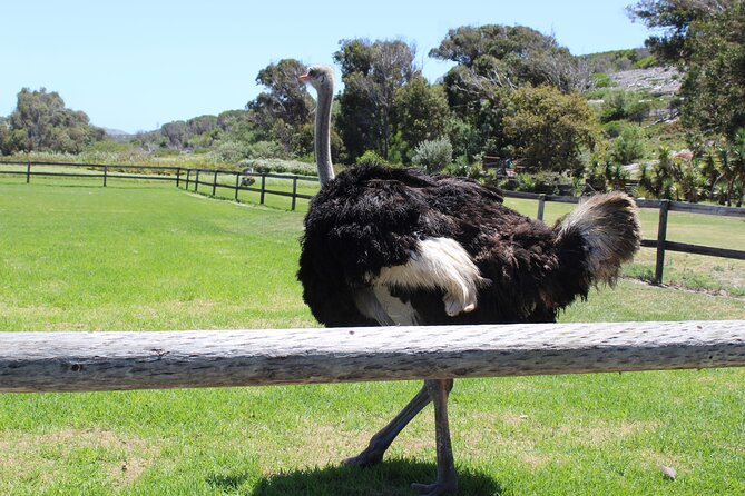 Full Day Visit to Cape Point Cape of Good Hope for Special Needs From Cape Town - Tips for Travelers