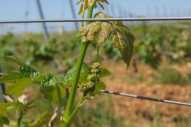 Full-Day Wine Tour From Istanbul - Guest Feedback