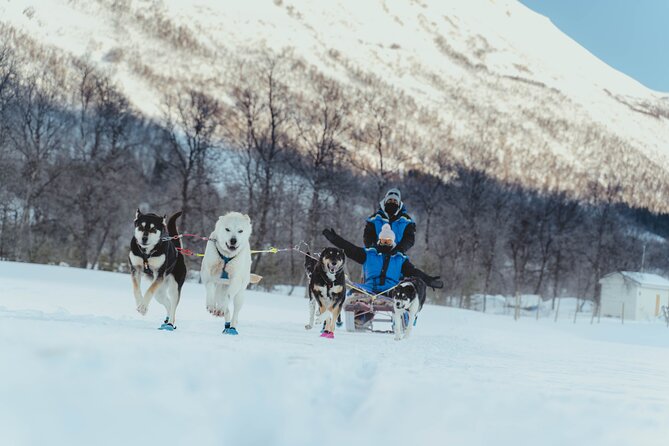 Fun & Easy Dog Sledding Adventure - Early Bird 08:10 - Traveler Reviews and Feedback