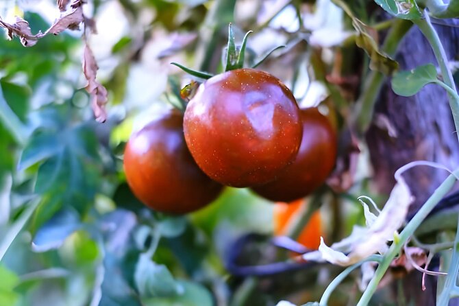 Gastronomical Amalfi Coast Hike With Cooking Class - What to Expect During the Class