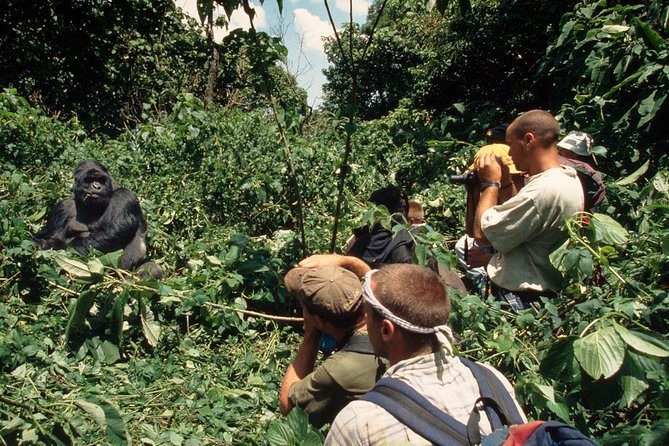 Gorilla Tracking & Batwa Culture Experience - Traveler Ratings and Reviews