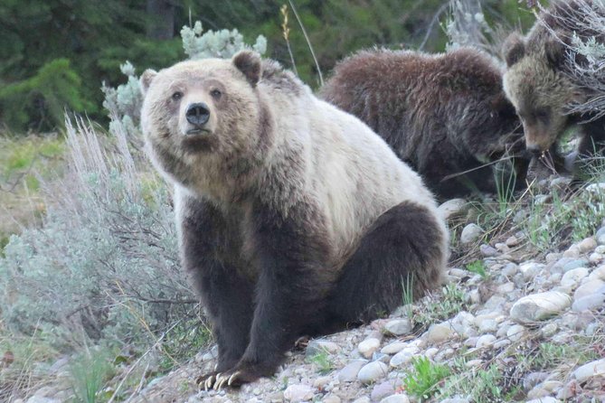 Grand Teton National Park - PRIVATE Full-Day Tour From Jackson Hole - Private Tour Experience