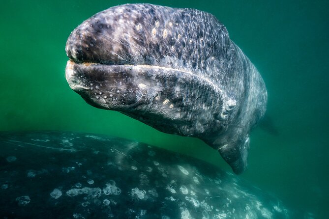 Gray Whale Watching Expedition at Magdalena Bay - Additional Information