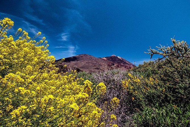 Guided Hike - The Tajinaste Trail - Booking Information