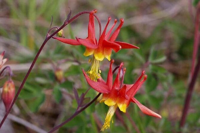 Guided Hike | TONGASS NATIONAL FOREST - Cruise Passenger Considerations