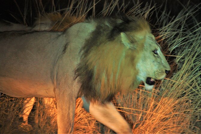Guided Safari Tour, Lodging & Meals, S. Luangwa National Park by Landcruiser 4x4 - Tour Dates and Availability