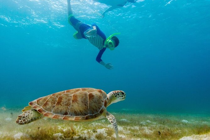 Guided Snorkeling Trip to the Turtles in Protaras - Tips for a Great Experience