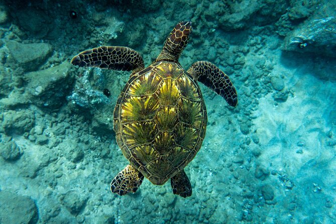 Guided Turtle Town Snorkeling Tour With Underwater Photos - Snorkeling With Green Sea Turtles