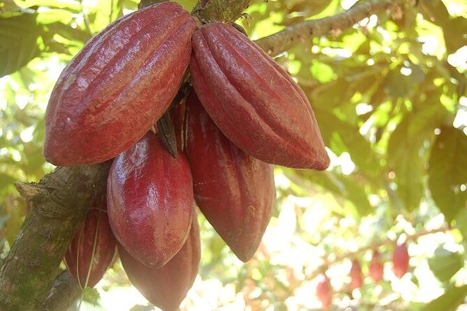 Half Day Dominican Republic Cultural Tour - Horseback Riding and Basilica Tour