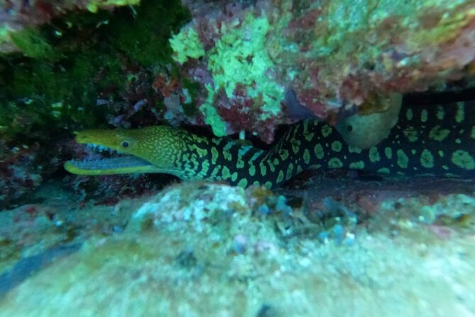 Half-Day Introduction to Scuba Diving Course  - Crete - Customer Support and Reviews