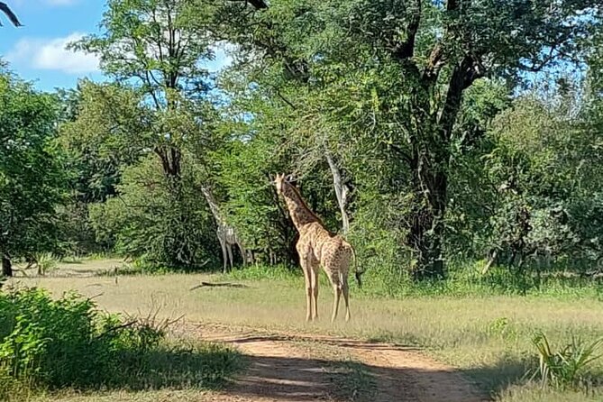 Half-Day Nature Walk in Mosi-Oa-Tunya National Park From Livingstone - Group Size and Departure Times