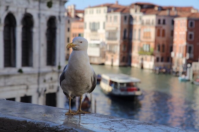 Half Day Photography Workshop in the Magical Venice - Workshop Accessibility