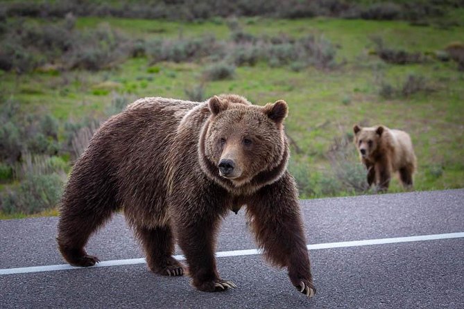 Half Day Private Sunset Wildlife Safari - Insider Tips