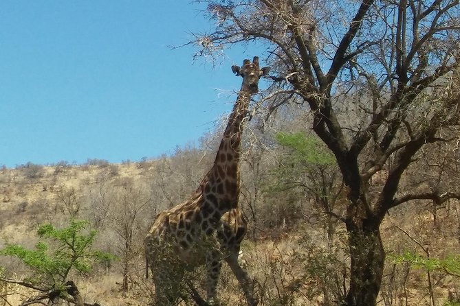 Half Day Safari Tour From Johannesburg - Pricing and Group Size