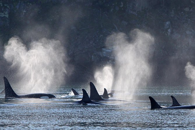 Half-Day Whale Watching Adventure From Telegraph Cove - Tips for Travelers