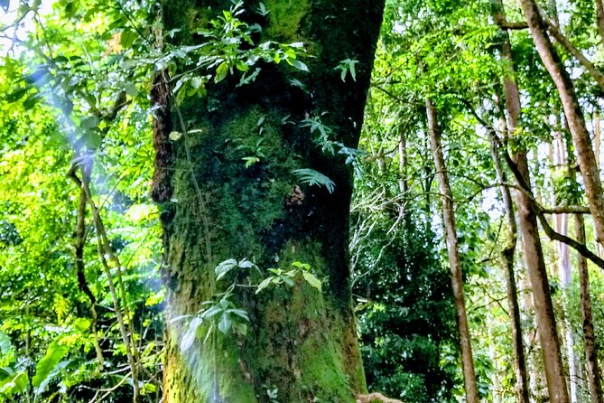 Halfway to Hana Tour of Maui Black Sand Beach Waterfalls Turtles - Booking and Cancellation Policies