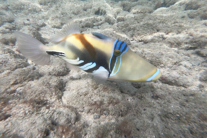Hanauma Bay Guided Snorkeling Tour - Exploring the Hanauma Bay Underwater Wonderland