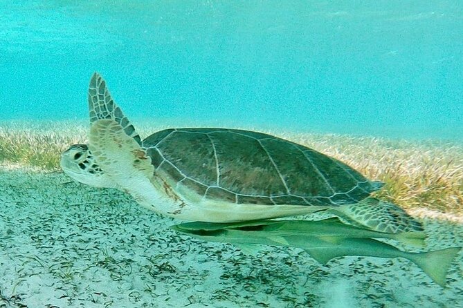 Harbour Island Swimming Pigs and Beaches Boat Tour With Lunch - Speedboat Excursion