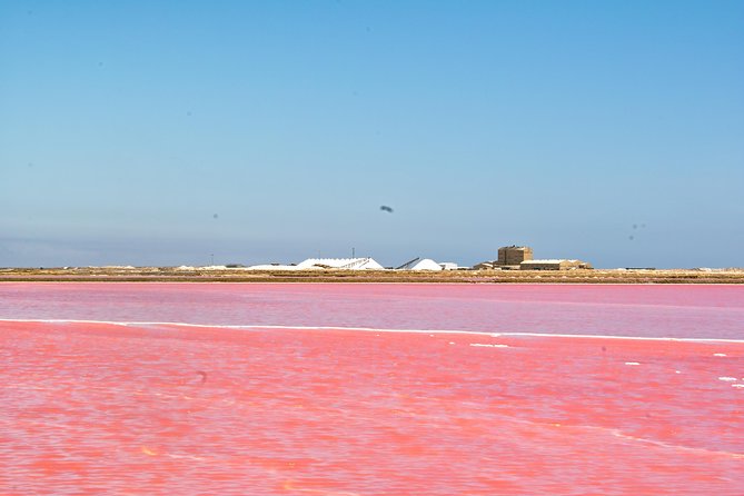 Highlights of Walvis Bay Guided 1/2 Day Tour (Shore Excursion) - Traveler Reviews and Experiences