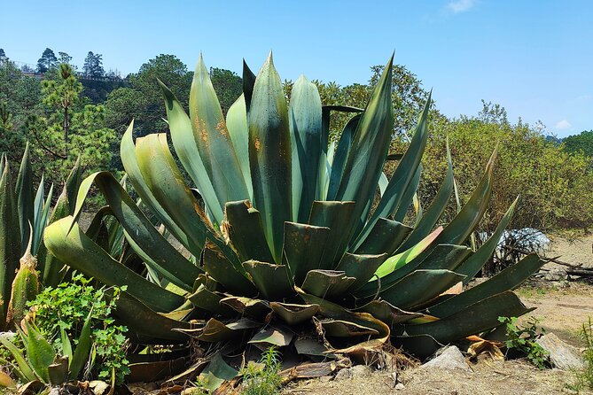 Hike in the Sierra Norte, Cuajimoloyas - Exploring Sierra Nortes Towns
