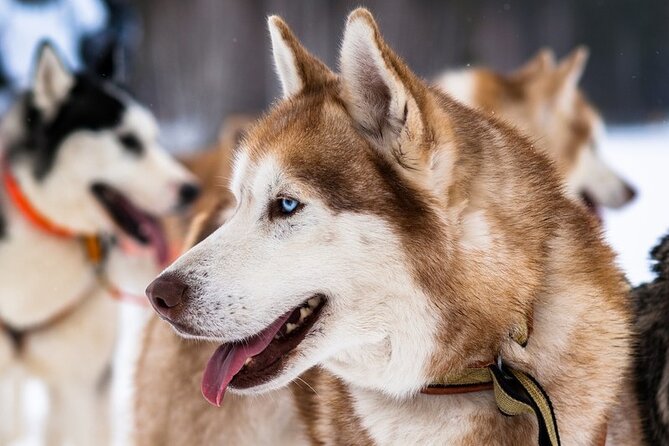 Husky Sledding Ride in Levi 5 KM - What to Expect During the Ride