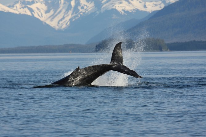 Icelandic Horse Riding and Whale Watching Cruise From Reykjavík - Customer Feedback and Reviews