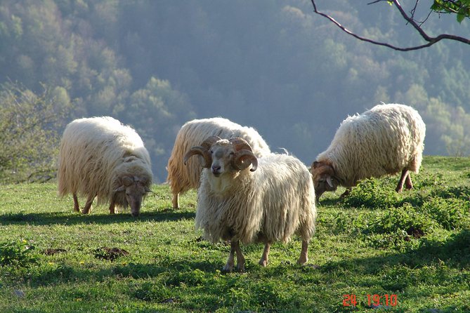 Idiazabal Cheese Tour From San Sebastian - Since You Asked