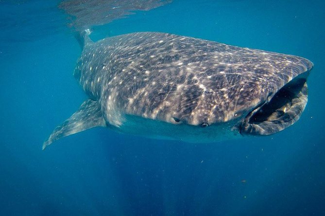 Intimate Eco-Friendly Whale Shark Encounter - Premium Service - Environmental Sustainability