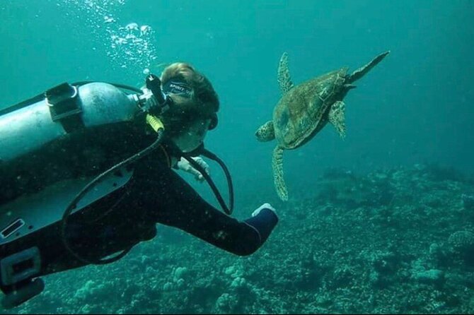 Introductory Beach Scuba Dive - Exploring the Underwater World