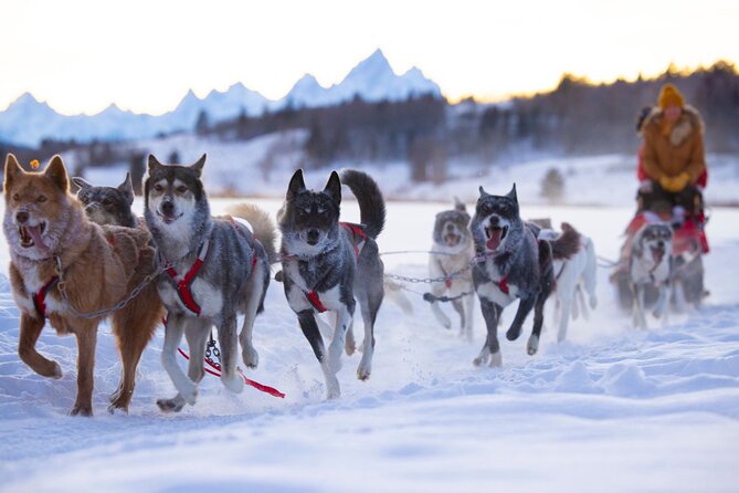Jackson Hole Full-Day Dog Sledding and Snowmobiling Combo Trip - Booking Recommendations