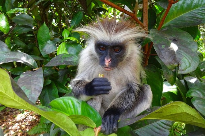 Jozani Forest Reserve Half-Day Guided Tour From Zanzibar - Positive Guest Feedback