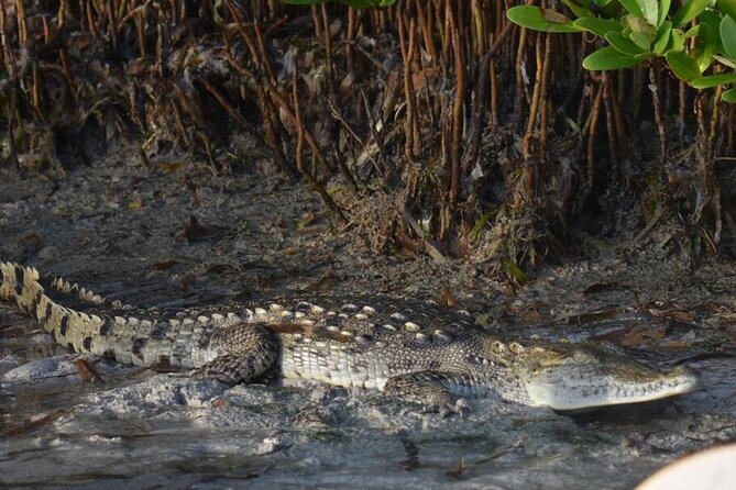 Kayak Experience in the Mangroves of Holbox Island - Wildlife Encounters