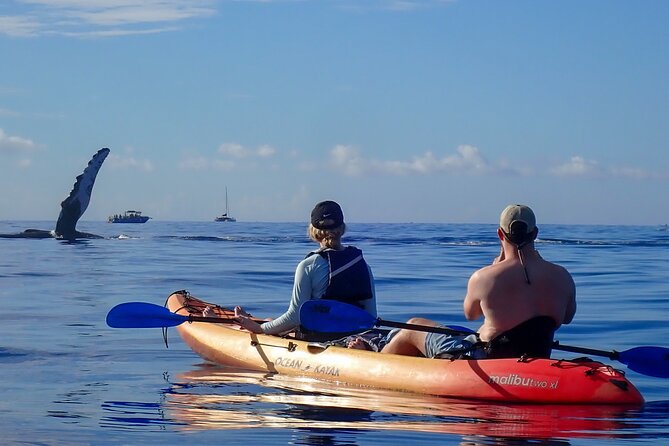 Kayak Whale Watching Tour (7am-10am) - Booking Information