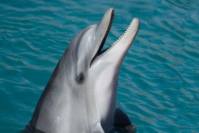Key West: Dolphin Watching Cruise & Snorkeling Unlimited Beer & Soda - Availability and Booking