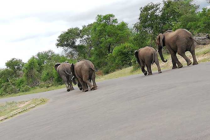 Kruger National Park 2 Days 1 Night Magical Safari From Johannesburg Private - Customer Reviews