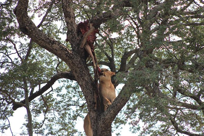 Kruger National Park Afternoon Sunset Safari Tour - Memorable Moments