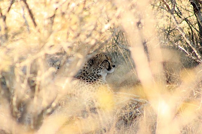 Kruger National Park Full Day Safari Tour - Recommended Gear