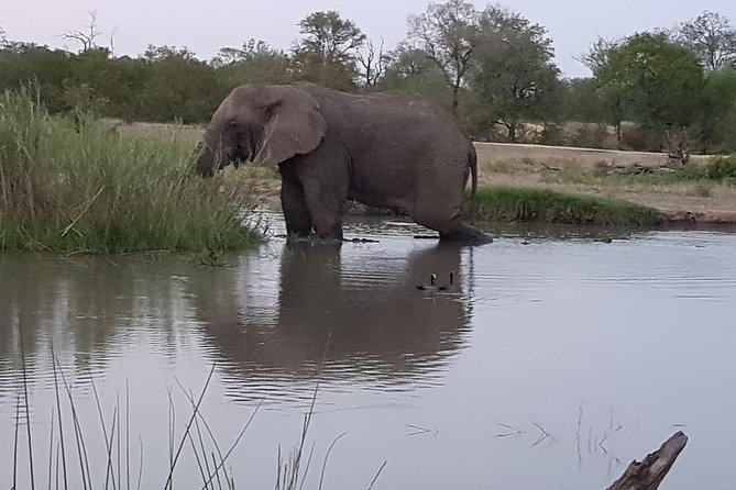 Kruger National Park Morning Game Drive From Hazyview - Booking and Pricing